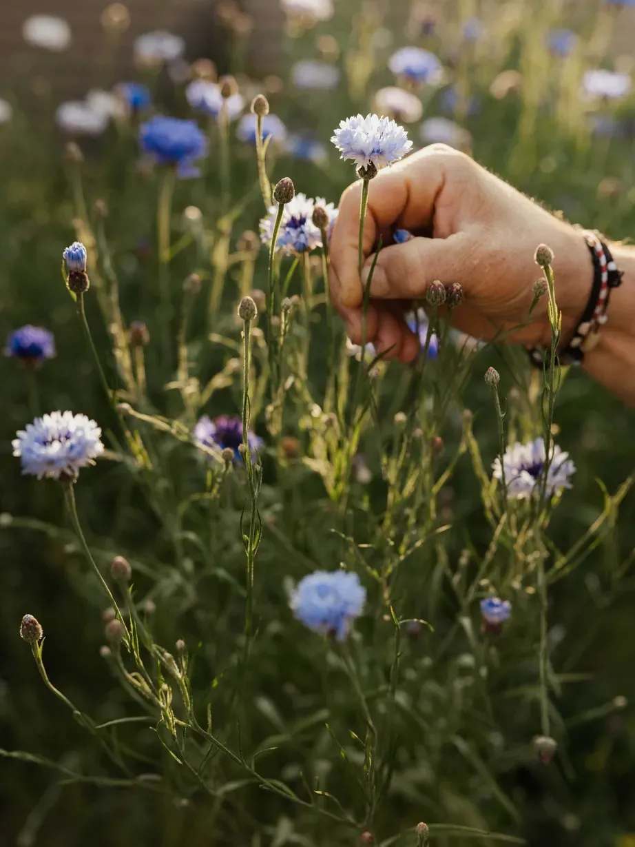 Eine Hand berührt blaue Kornblumen in einer wilden Blumenwiese in Alta Badia, Dolomiten; der Hintergrund ist unscharf und warm beleuchtet.