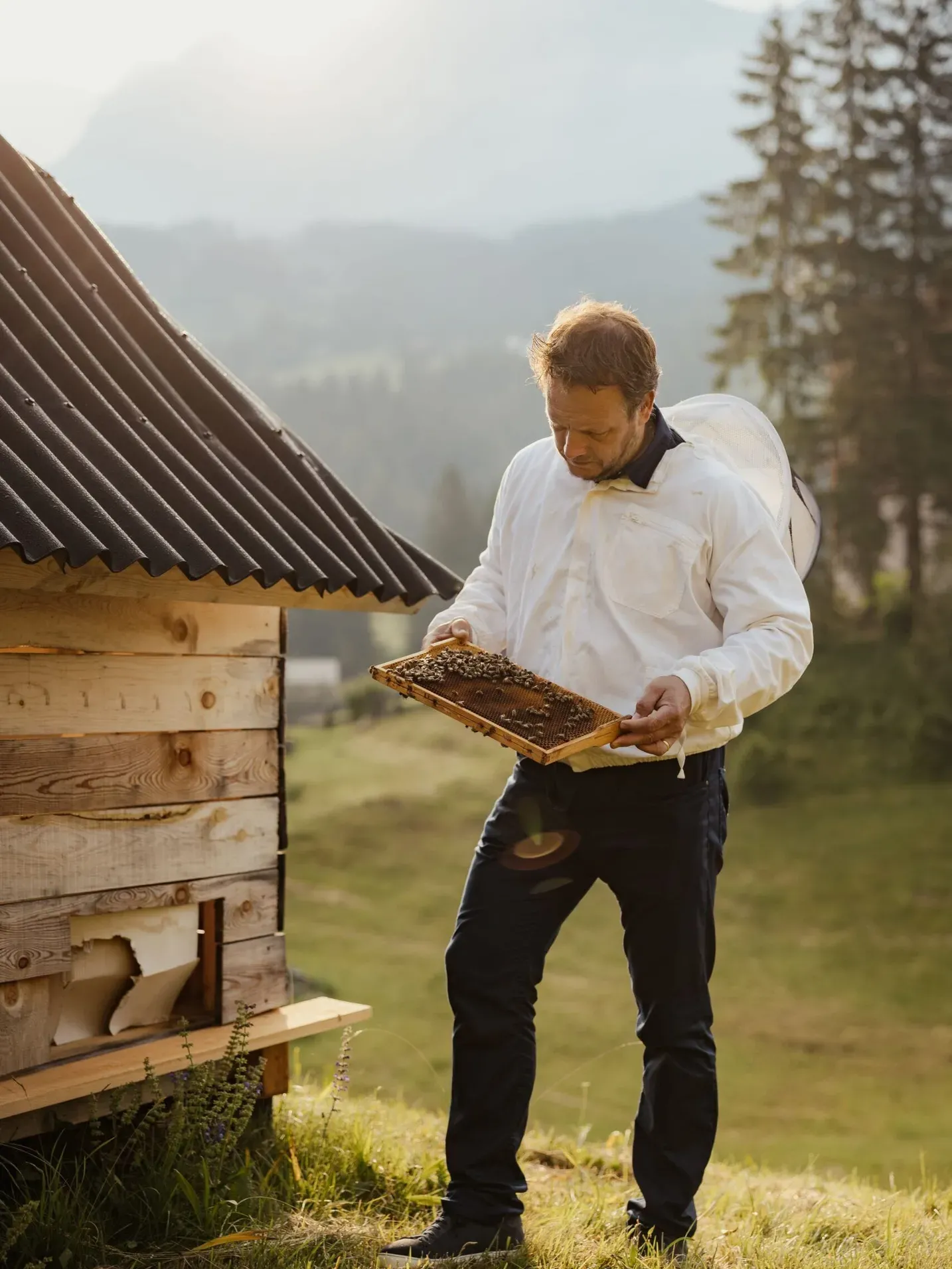 Persona in tuta da apicoltore bianca esamina una cornice di favi con api, vicino a un apiario di legno tra colline e foreste delle Dolomiti, Alta Badia.
