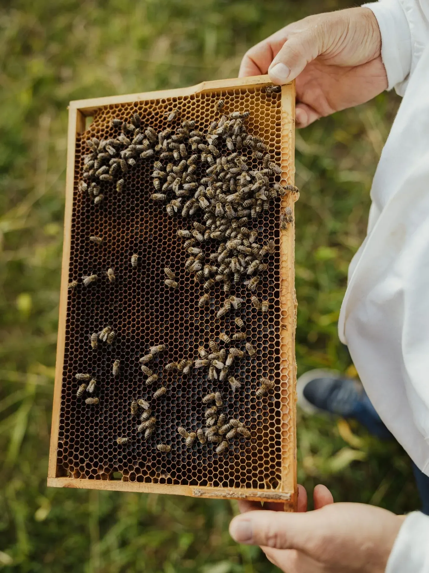In Alta Badia, Dolomiten: Nahaufnahme eines Honigrahmens mit Bienen, von einer Person in heller Kleidung gehalten, vor grünem Hintergrund.