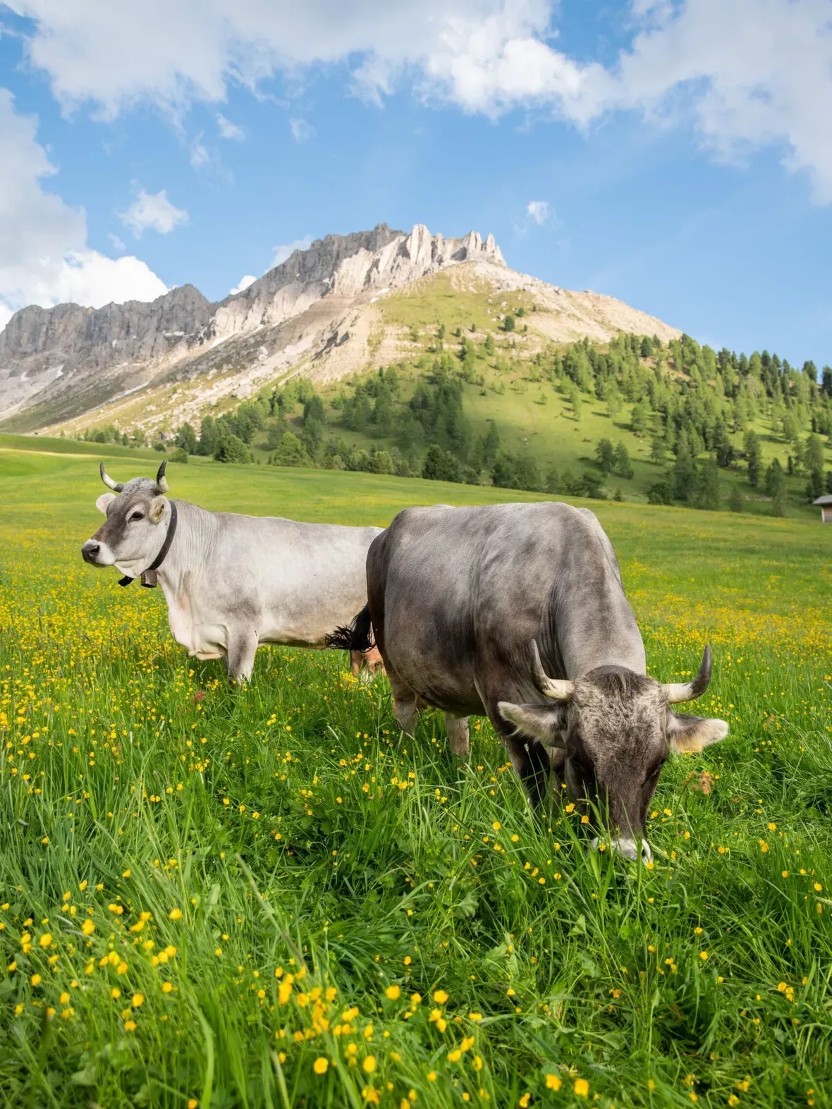 Zwei Kühe grasen auf einer blumenreichen Wiese in Alta Badia, Dolomiten; im Hintergrund grüne Hügellandschaften, felsige Berge und ein blauer Himmel mit Wolken.