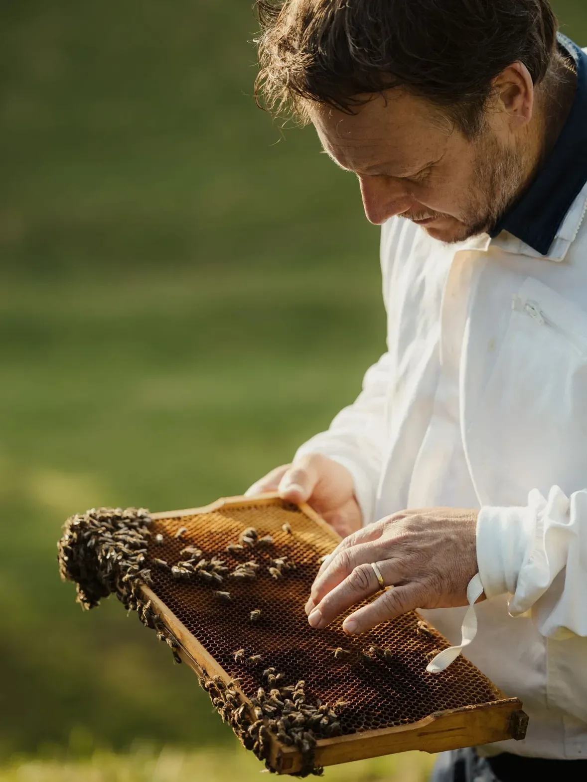 Person in weißem Hemd hält Honigwabenrahmen voller Bienen vor grüner Berglandschaft in Alta Badia, Dolomiten.