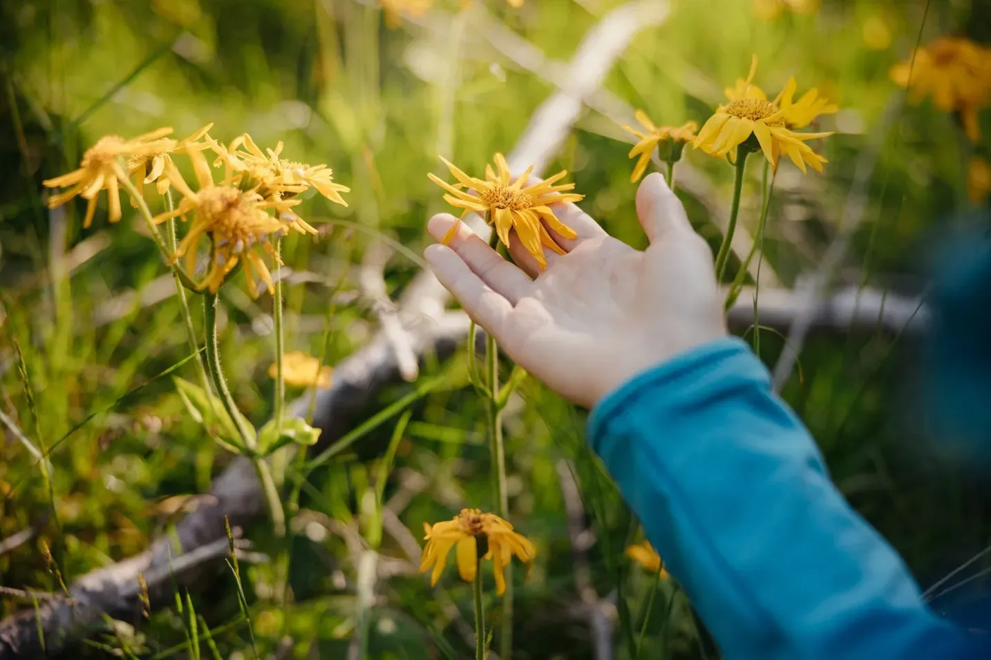 A hand in a blue sleeve reaches toward yellow wildflowers in a sunlit meadow, with green grass and a wooden fence in the background.