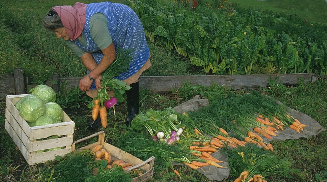 Vegetables from the home garden